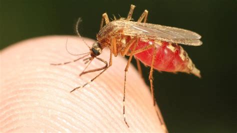 Defeat Malaria In A Generation Heres How Bbc News