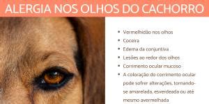 Como Tratar O OLHO De CEREJA Em CACHORROS Sintomas E Causas