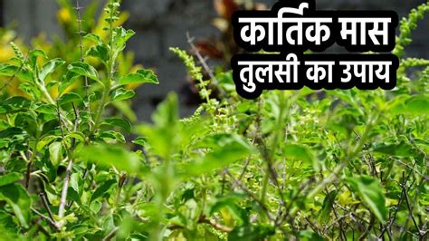 Tulsi Upay कार्तिक मास की दशमी तिथि को विष्णु जी के सामने ऐसे जलाएं