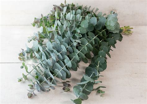 Eucalyptus Baby Blue Seeds The Seedbox Shop Flower And Veg Seed