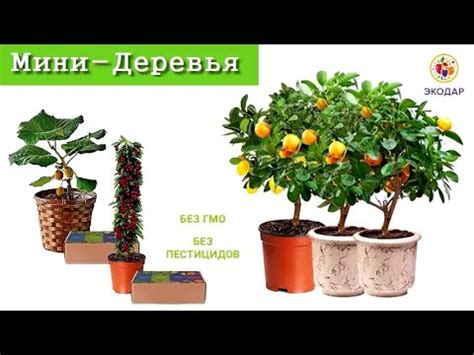 ГИБРИДНЫЕ МИНИ-ДЕРЕВЬЯ! Домашние фрукты. [ЭКОДАР] - YouTube