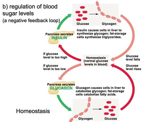 Hormones And The Endocrine System Bio Sat Ii Flashcards Quizlet