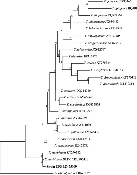 The Phylogenetic Tree Of Members Of The Genus Tenacibaculum Based On