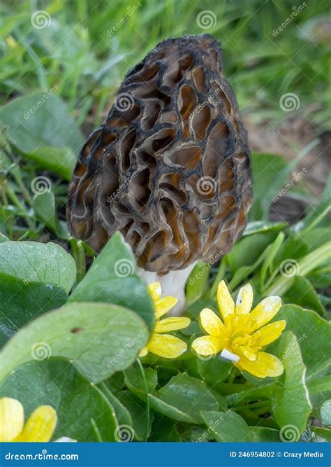 Morel Mushroom Season and Growing in Its Natural Environment in Forest Areas Stock Photo - Image ...