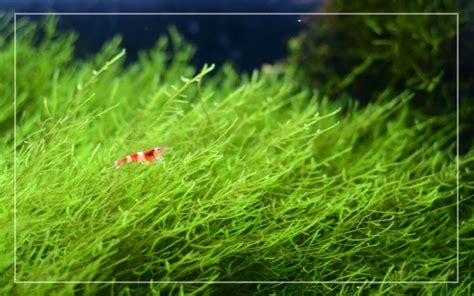 Java Moss Carpet Bios Pics