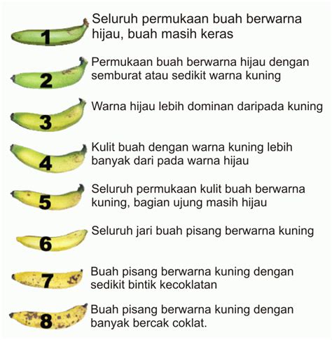 Gizi Pisang Meningkatkan Kinerja Tubuh Dan Otak Perluas Wawasan Cari