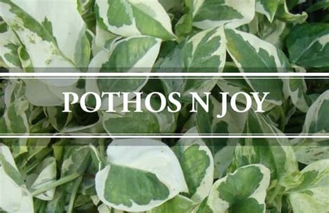 Pothos N Joy: Epipremnum aureum ‘N-Joy’ – Gardening Brain