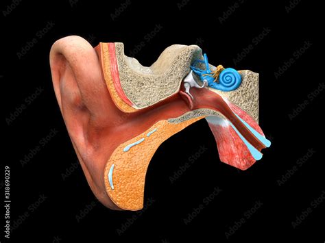 human ear anatomy, Digital illustration Stock Illustration | Adobe Stock