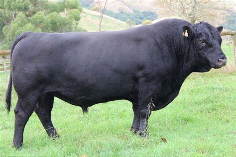 Sire Profiles Turihaua Angus