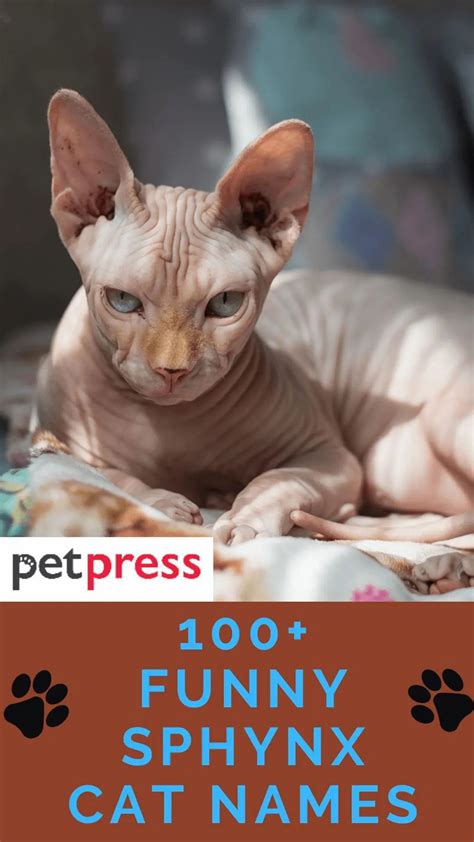 100+ Funny Sphynx Cat Names for Male and Female Kittens