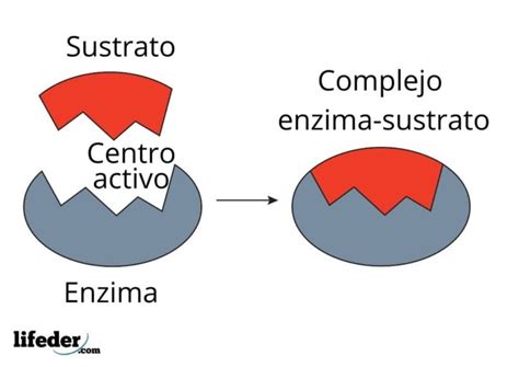 Cin Tica Enzim Tica Qu Es Conceptos Ecuaciones