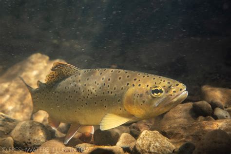 Casting To A Fly Rod To Apache Trout Is A Testament To Perseverance