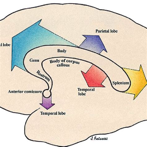 Connections Flow Of Corpus Callosum With Adjacent Structures