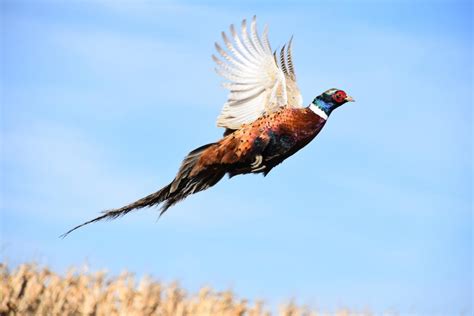 pheasant hunting  management wisconsin dnr