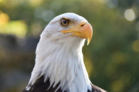 Bald Eagle Raptor Free Photo On Pixabay Pixabay
