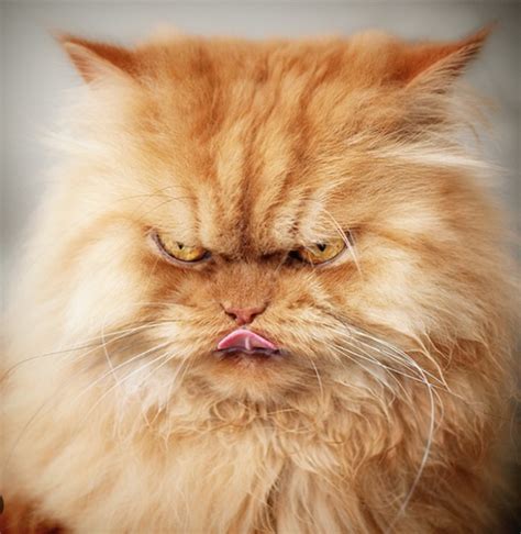 Create Meme The Persian Cat Is Angry Very Angry Cat Evil Ginger Cat