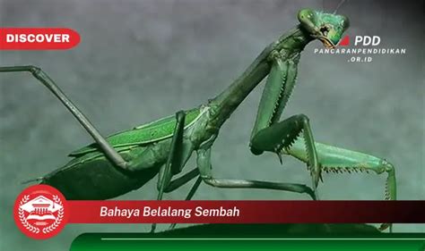 Intip 5 Bahaya Belalang Sembah Yang Wajib Diintip