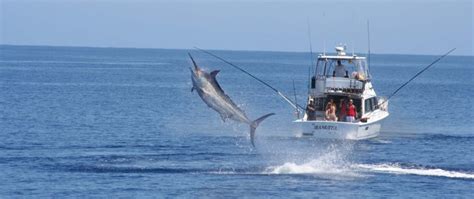 Annual Marlin Tournament In Los Cabos Magical Towns