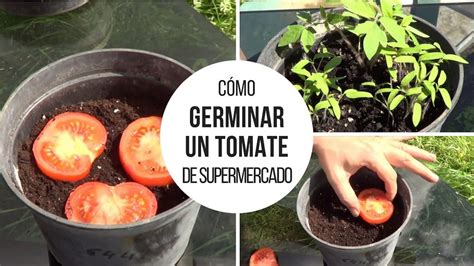 Cómo Germinar Un Tomate De Supermercado