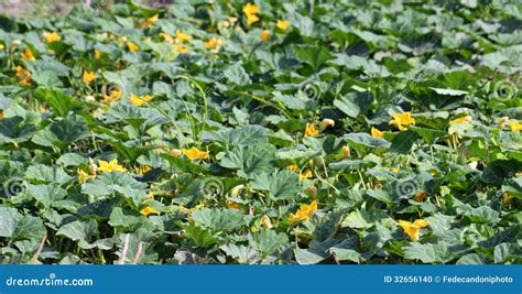 Green Field With Yellow Flowers Of Zucchini Ready To Be Harvested Stock