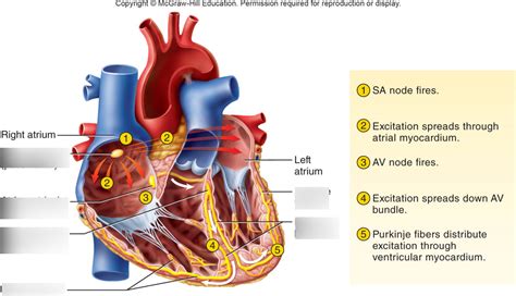 Conduction System Diagram Quizlet