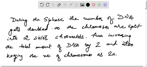 ⏩SOLVED:What happens to the chromosomes during S phase? | Numerade