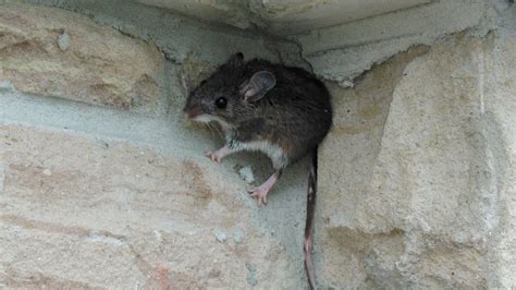 Durham Wildlife Control How Fast Do Mice Run