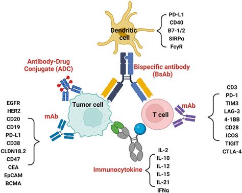 Schematic Overview Showing Current Antibody Based Therapeutics For The