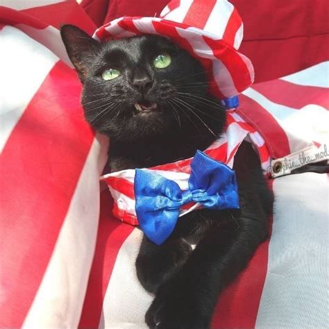 Pin On Th Of July Cats In Cat Celebrating Patriotic Cat Pet