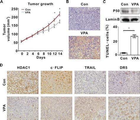 Vpa Modulated Hdac P C Flip Axis And Induced Tumor Cell Apoptosis In