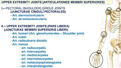 SOLUTION ATAUNI Anatomy Upper Extremity Joints Shoulder Arm Studypool