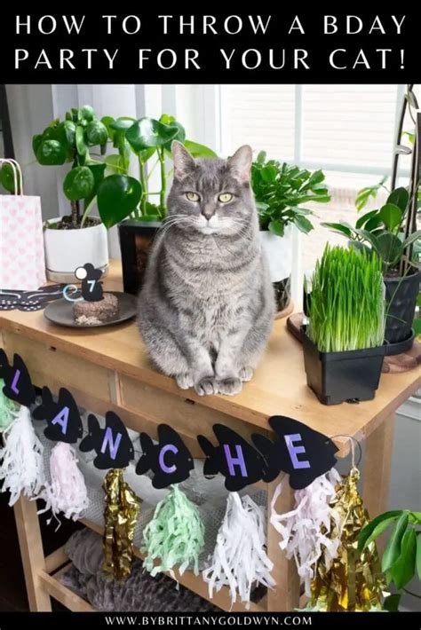 How To Throw A Cat Birthday Party