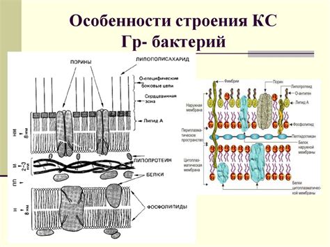 Бактериальная клеточная стенка 2 часть - презентация онлайн