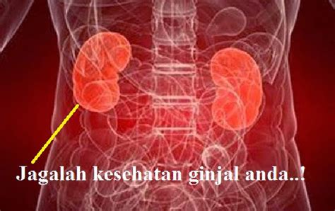 6 Tips Dan Cara Mudah Menjaga Kesehatan Ginjal