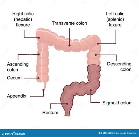 Anatomy Of The Large Intestine Colon Medical Diagram With Term Stock