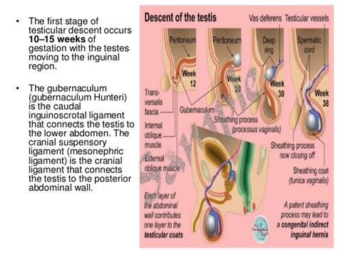 Development Of Testis And Cryptorchidism Presentation