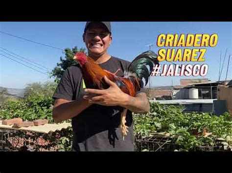 Tips Para Galleros Crianza De Gallos Alimentos Y M S Youtube