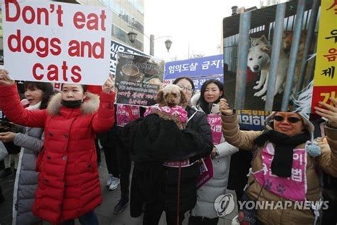 도살금지법 제정하라 네이트 뉴스