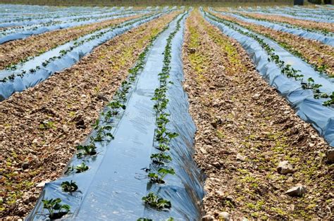 Aardbeiaanplant Onder Moerbeugel En Met Druppelirrigatie Aardbeienveld