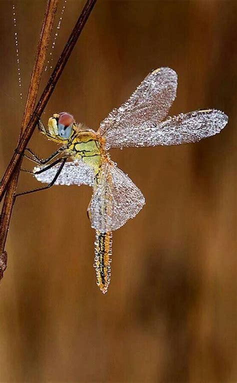 Libelle Dragonfly Photos Beautiful Bugs Dragonfly