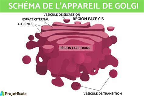 Appareil de Golgi Définition rôle et schéma