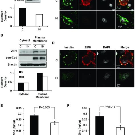 Mrna Levels Of Zip8 And Ins1 The Mrna Level Of Zip8 In The Beta Cells Download Scientific