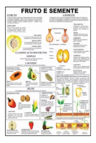 Mapa Botânica Em Lona Fruto E Semente Editora Glomapas