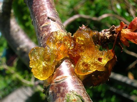 The Nature Of Lutherlyn Resin Pitch Sap