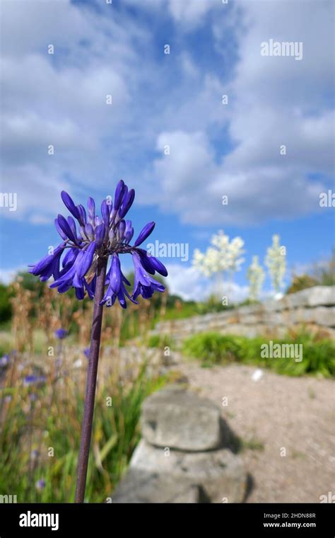 jewelry african lily, african lilies Stock Photo - Alamy