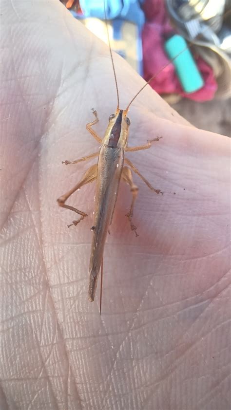 Common Meadow Katydids From Moggs Creek Vic Australia On January