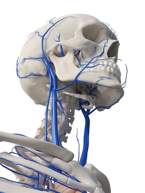 Вены головы иллюстрация штока иллюстрации насчитывающей шея 101196403