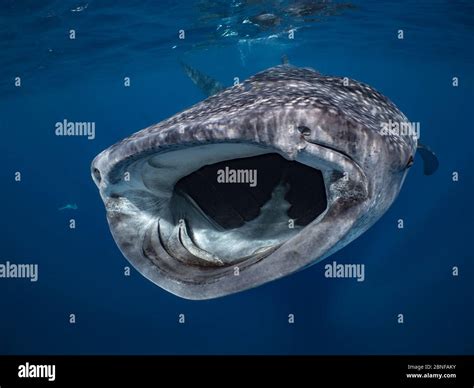 A whale shark swimming just below the surface Stock Photo - Alamy