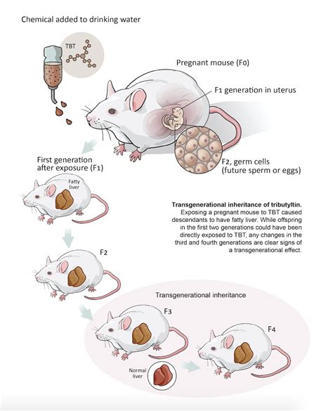 Stages Of Mouse Pregnancy