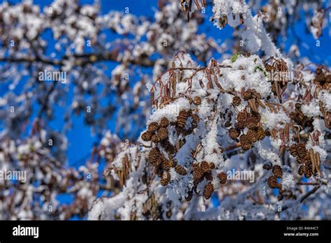 birch tree with snow Stock Photo - Alamy